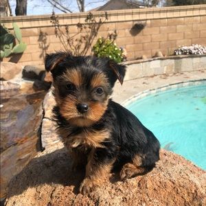 Meet your Posher, Angelo